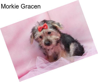 Morkie Gracen