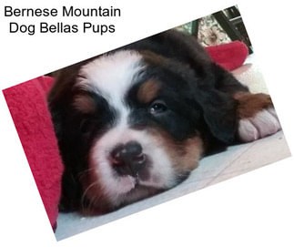 Bernese Mountain Dog Bellas Pups