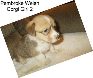 Pembroke Welsh Corgi Girl 2