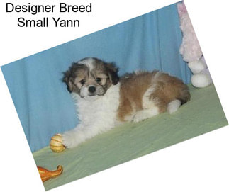 Designer Breed Small Yann