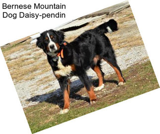 Bernese Mountain Dog Daisy-pendin