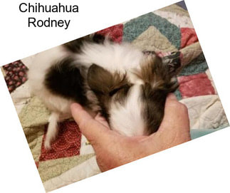 Chihuahua Rodney