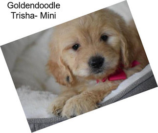 Goldendoodle Trisha- Mini