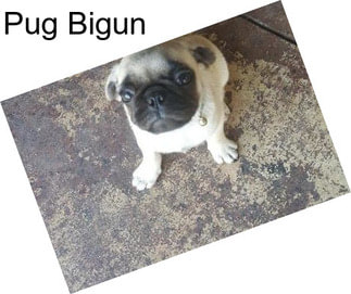 Pug Bigun