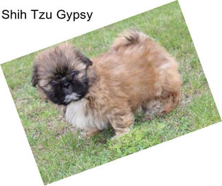 Shih Tzu Gypsy