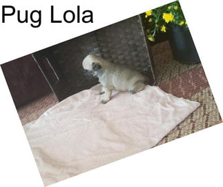 Pug Lola