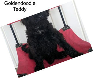 Goldendoodle Teddy