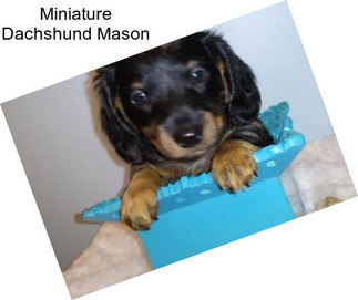 Miniature Dachshund Mason