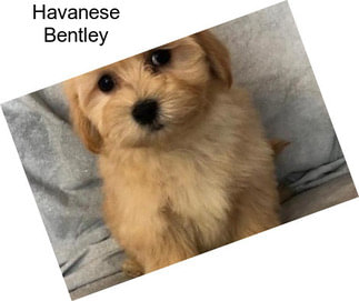 Havanese Bentley