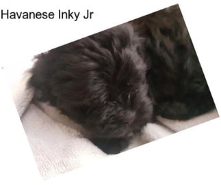 Havanese Inky Jr