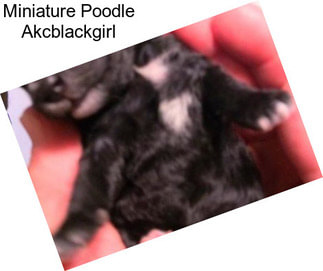 Miniature Poodle Akcblackgirl