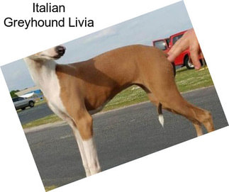 Italian Greyhound Livia