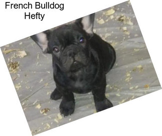 French Bulldog Hefty