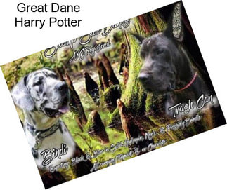 Great Dane Harry Potter