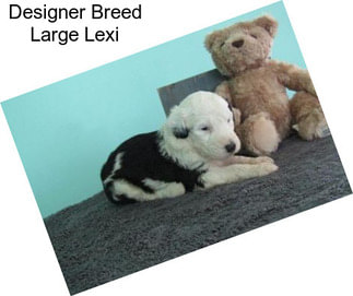 Designer Breed Large Lexi