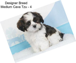 Designer Breed Medium Cava Tzu - 4