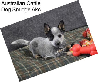 Australian Cattle Dog Smidge Akc