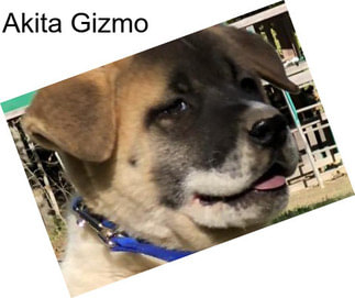 Akita Gizmo