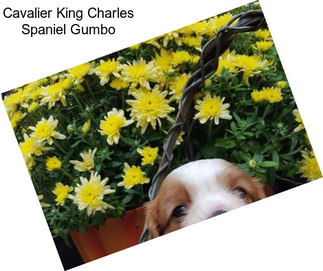 Cavalier King Charles Spaniel Gumbo