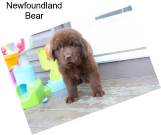 Newfoundland Bear