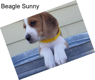Beagle Sunny