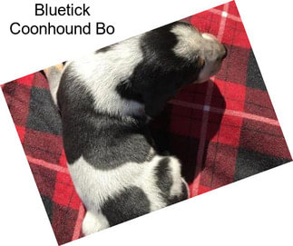 Bluetick Coonhound Bo