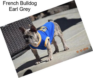 French Bulldog Earl Grey