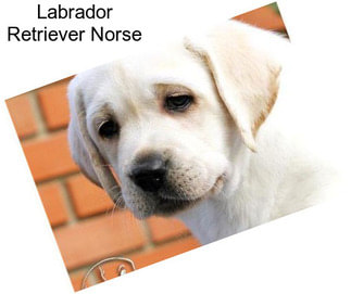 Labrador Retriever Norse