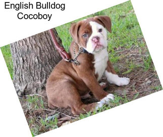 English Bulldog Cocoboy