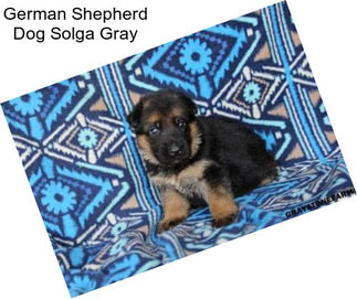 German Shepherd Dog Solga Gray