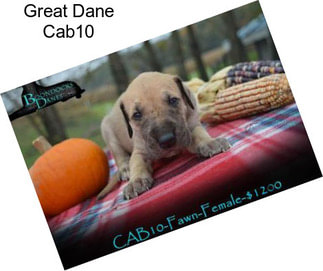 Great Dane Cab10