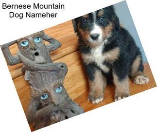 Bernese Mountain Dog Nameher