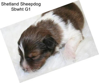 Shetland Sheepdog Sbwht G1