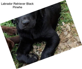 Labrador Retriever Black Pinwhe