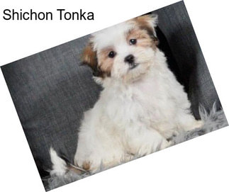 Shichon Tonka