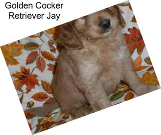 Golden Cocker Retriever Jay