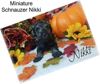 Miniature Schnauzer Nikki