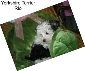 Yorkshire Terrier Rio