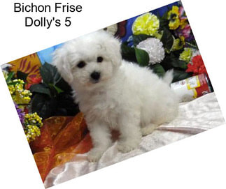 Bichon Frise Dolly\'s 5
