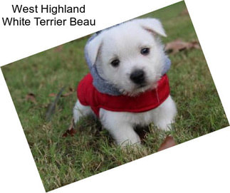 West Highland White Terrier Beau