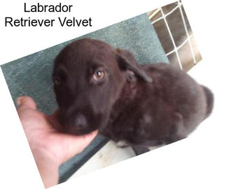 Labrador Retriever Velvet