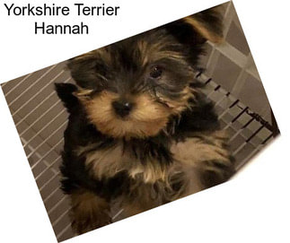 Yorkshire Terrier Hannah