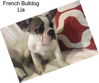French Bulldog Lia