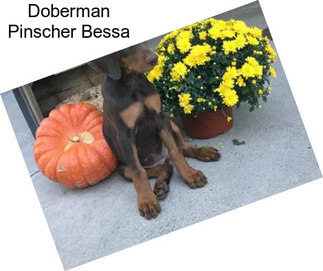 Doberman Pinscher Bessa