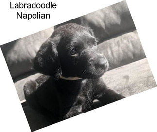 Labradoodle Napolian