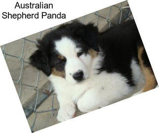 Australian Shepherd Panda