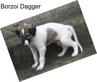 Borzoi Dagger