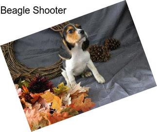 Beagle Shooter