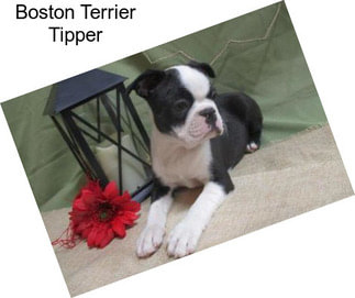 Boston Terrier Tipper