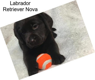 Labrador Retriever Nova